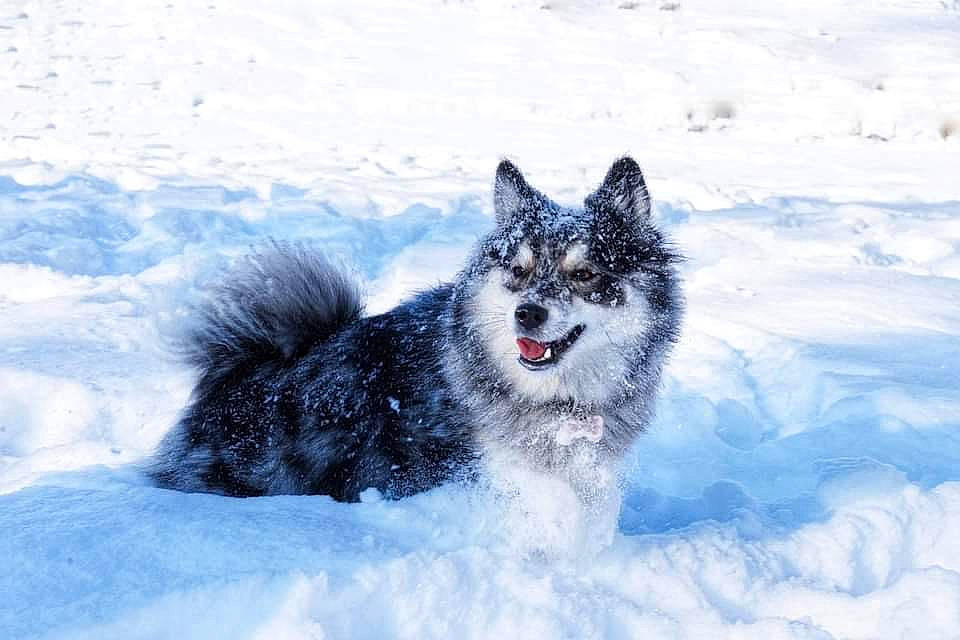 Darling a rejoint le concours — aidez-le/la à gagner de superbes lots ! arctic, carnivore, dog, dog_breed, electric_blue, freezing, frost, fur, glacial_landform, ice_cap, natural_landscape, polar_ice_cap, recreation, snout, snow, sporting_group, vehicle, wildlife, winter, working_dog