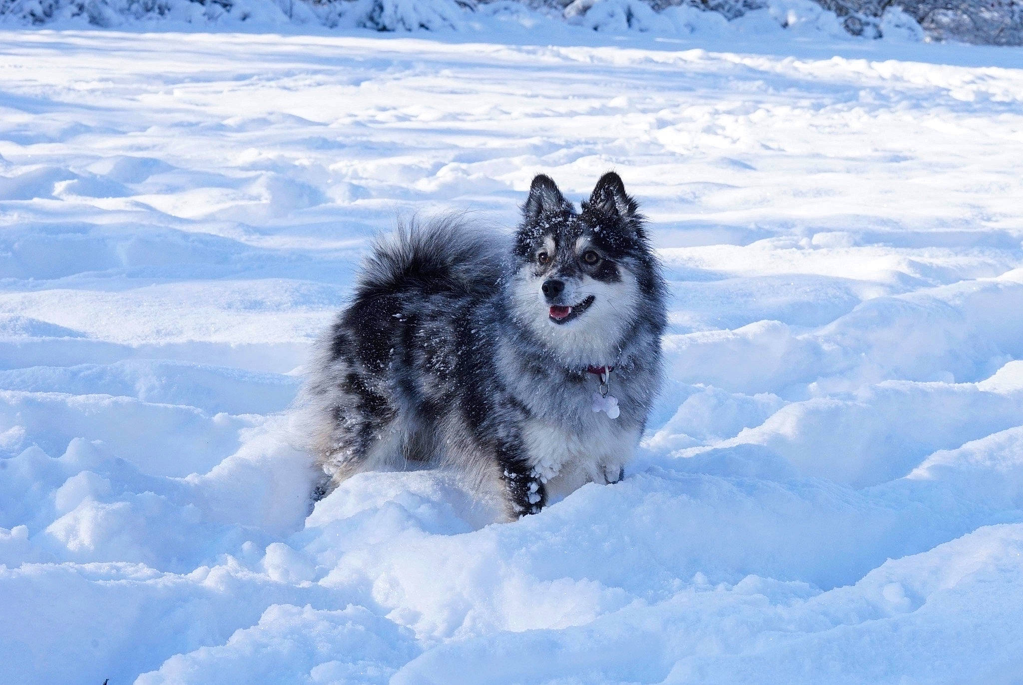 Darling a rejoint le concours — aidez-le/la à gagner de superbes lots ! arctic, canidae, canis, carnivore, dog, dog_breed, electric_blue, freezing, frost, fur, glacial_landform, ice_cap, mammal, natural_landscape, polar_ice_cap, recreation, snow, sporting_group, winter, wolf