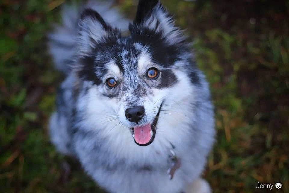 Darling a rejoint le concours — aidez-le/la à gagner de superbes lots ! art, canidae, canis, carnivore, darkness, dog, dog_breed, eye, fur, grass, plant, sled_dog, snout, symmetry, terrestrial_animal, tree, whiskers, wildlife, wolf, working_dog