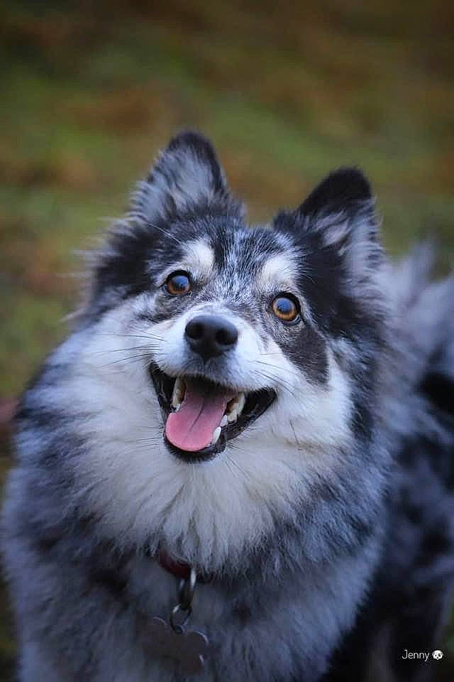 Darling participe au concours pour gagner de l'argent avec cette photo : ancient_dog_breeds, canidae, carnivore, companion_dog, dog, dog_breed, eye, fur, grass, iris, jaw, non_sporting_group, shout, snout, sporting_group, terrestrial_animal, toy_dog, whiskers, working_animal, working_dog
