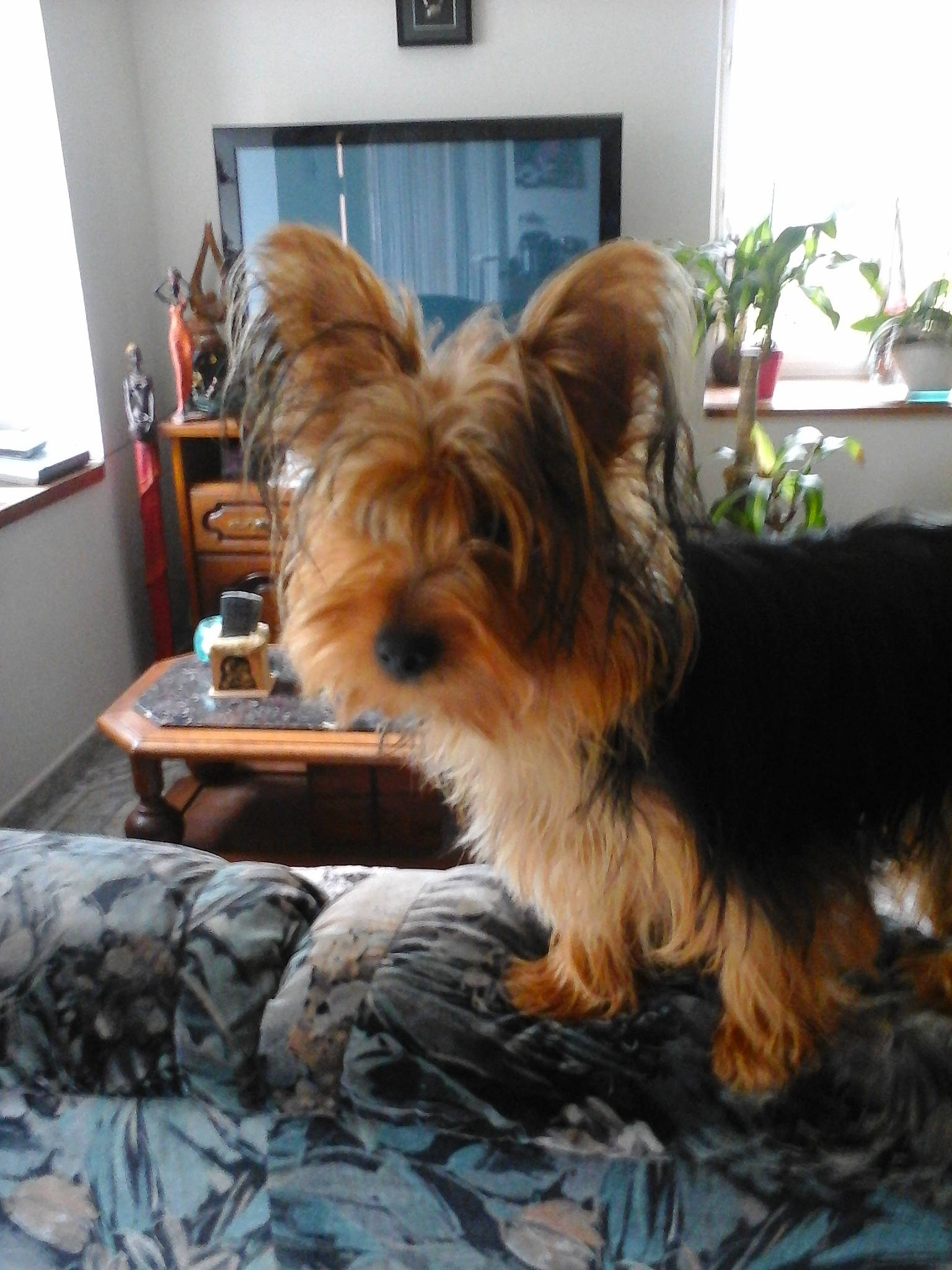 Jessy a rejoint le concours — aidez-le/la à gagner de superbes lots ! australian_silky_terrier, australian_terrier, biewer_terrier, cairn_terrier, canidae, carnivore, companion_dog, dog, dog_breed, fawn, mammal, morkie, puppy, rare_breed_dog, small_terrier, terrier, toy_dog, vertebrate, yorkipoo, yorkshire_terrier