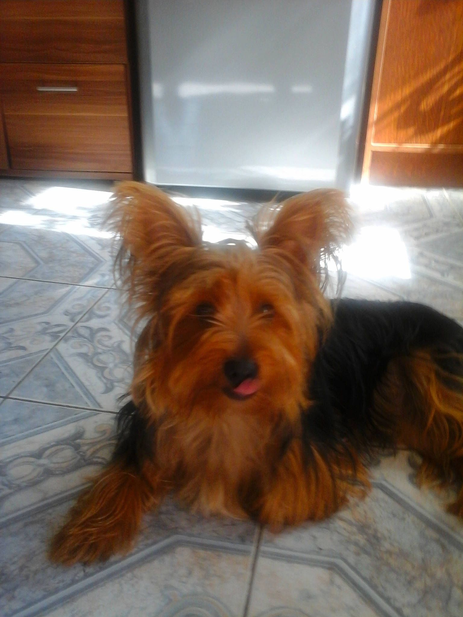 Jessy a rejoint le concours — aidez-le/la à gagner de superbes lots ! australian_silky_terrier, australian_terrier, biewer_terrier, cairn_terrier, canidae, caramel_color, carnivore, companion_dog, dog, dog_breed, fawn, liver, mammal, puppy, rare_breed_dog, small_terrier, terrier, toy_dog, vertebrate, yorkshire_terrier