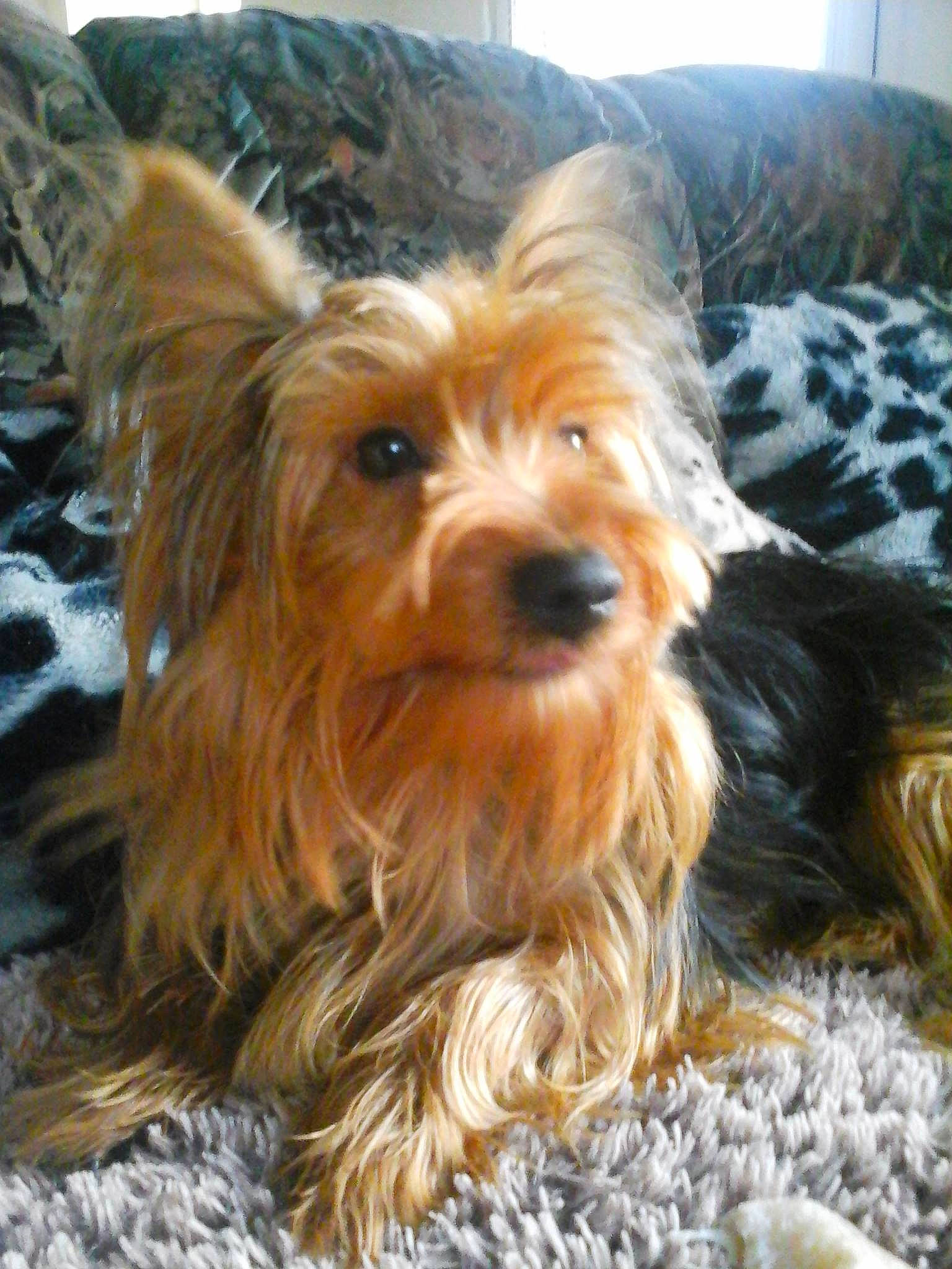 Jessy participe au concours pour gagner de l'argent avec cette photo : australian_silky_terrier, australian_terrier, biewer_terrier, cairn_terrier, canidae, carnivore, companion_dog, dog, dog_breed, fawn, mammal, norwich_terrier, rare_breed_dog, small_terrier, snout, terrier, toy_dog, vertebrate, yorkipoo, yorkshire_terrier