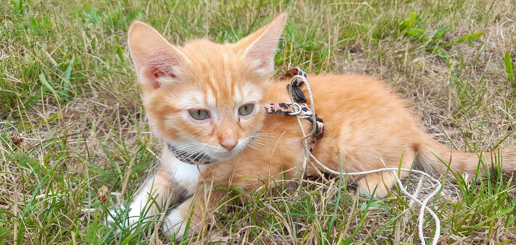 Kiwi a rejoint le concours — aidez-le/la à gagner de superbes lots ! canidae, carnivore, cat, domestic_short_haired_cat, fawn, felidae, fur, grass, grassland, pasture, plant, prairie, sitting, small_to_medium_sized_cats, snout, tail, terrestrial_animal, whiskers, wildlife