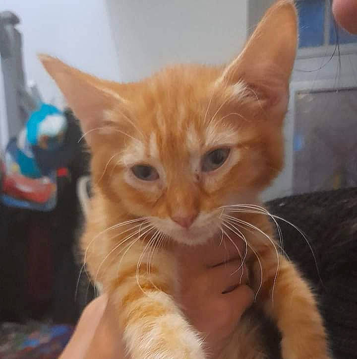 Kiwi a rejoint le concours — aidez-le/la à gagner de superbes lots ! carnivore, cat, claw, close_up, comfort, domestic_short_haired_cat, ear, eye, fawn, felidae, foot, fur, head, paw, sitting, small_to_medium_sized_cats, snout, tail, terrestrial_animal, whiskers