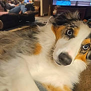 Ruby Rose joined the competition — help win amazing prizes! dog, blue_eyes, close_up, fluffy, indoor, living_room, furniture, sofa, carpet, curious, pet, canine, domestic_animal, relaxed, household, animal_portrait, comfort, cozy, brown, white