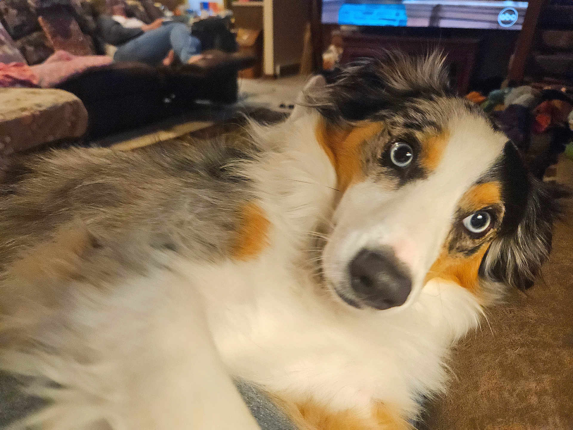 Ruby Rose joined the competition — help win amazing prizes! dog, blue_eyes, close_up, fluffy, indoor, living_room, furniture, sofa, carpet, curious, pet, canine, domestic_animal, relaxed, household, animal_portrait, comfort, cozy, brown, white