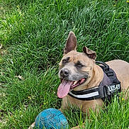Falko a rejoint le concours — aidez-le/la à gagner de superbes lots ! dog, canine, pet, tan_dog, harness, outdoor, grass, field, ball, blue_ball, playing, fetch, tongue_out, happy, portrait, sitting, standing, animal, sunlight, wild_grass