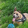 dog, canine, pet, tan_dog, harness, outdoor, grass, field, ball, blue_ball, playing, fetch, tongue_out, happy, portrait, sitting, standing, animal, sunlight, wild_grass