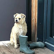 Benji participe au concours pour gagner de l'argent avec cette photo : dog, pet, small_dog, sitting, rubber_boots, boots, wooden_deck, porch, fur, beige_fur, muzzle, paws, doorway, door_frame, wood_panel, outdoor, calm, alert, gaze, footwear