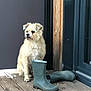 dog, pet, small_dog, sitting, rubber_boots, boots, wooden_deck, porch, fur, beige_fur, muzzle, paws, doorway, door_frame, wood_panel, outdoor, calm, alert, gaze, footwear