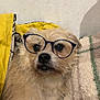 dog, glasses, pet, small_dog, blanket, bedding, fur, beige_fur, eyewear, closeup, portrait, nose, eyes, whiskers, indoors, cozy, pillow, relaxed, texture_wall, cute