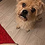 dog, puppy, pet, fur, muzzle, nose, whiskers, eyes, paws, indoor, hardwood_floor, wooden_floor, red_rug, mat, looking_up, close_up, sitting, messy_mouth, portrait, cute