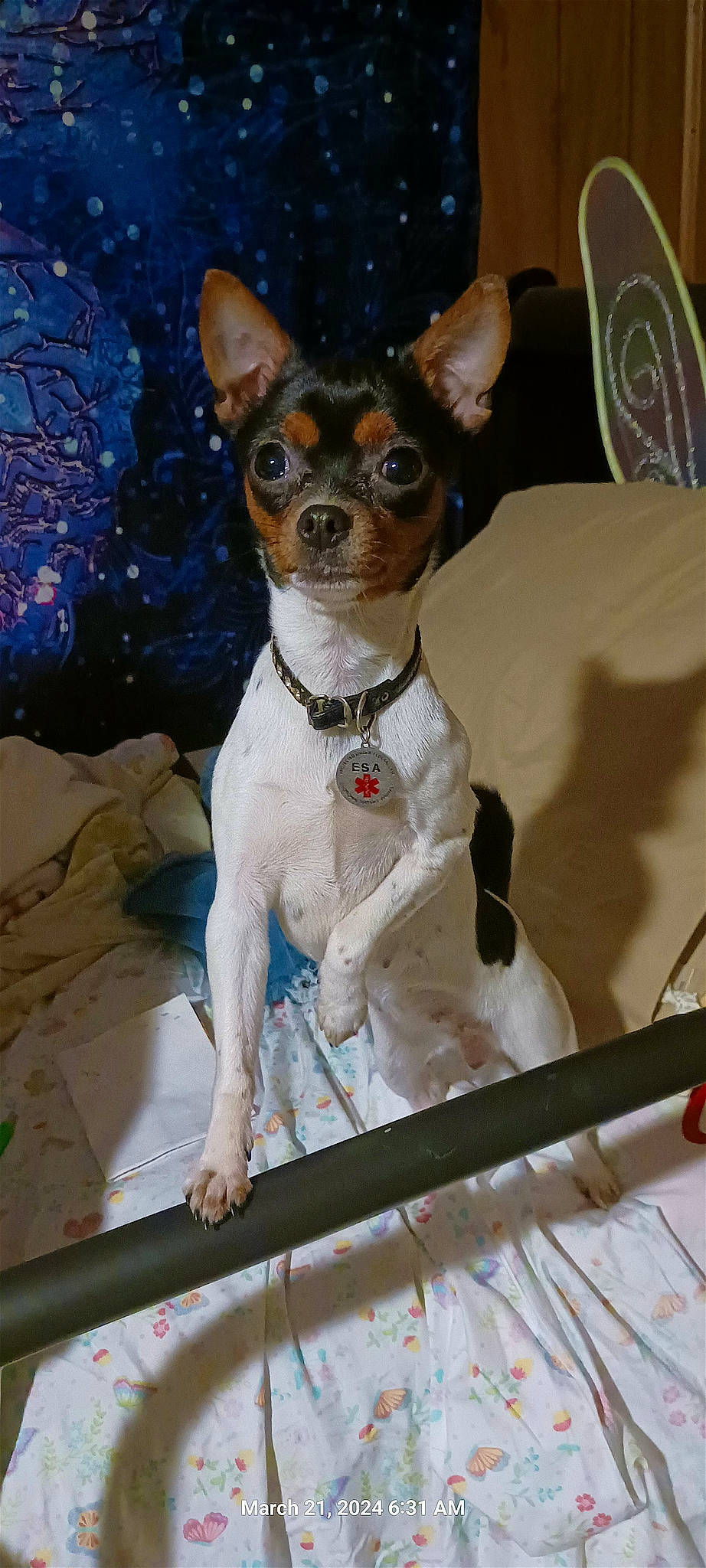 Tiny joined the competition — help win amazing prizes! canidae, carnivore, collar, companion_dog, corgi_chihuahua, creative_arts, dog, dog_breed, dog_collar, dog_supply, fawn, fur, non_sporting_group, pattern, snout, sporting_group, terrestrial_animal, toy_dog, whiskers, working_animal