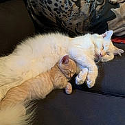 Misfit is registered to the contest to win money with this photo: animal, cats, couch, cozy, cream_cat, cuddling, cute, fluffy, home, indoor, kittens, leopard_pattern, long_hair, nap, orange_kitten, paws, pet, relaxed, sleeping, whiskers
