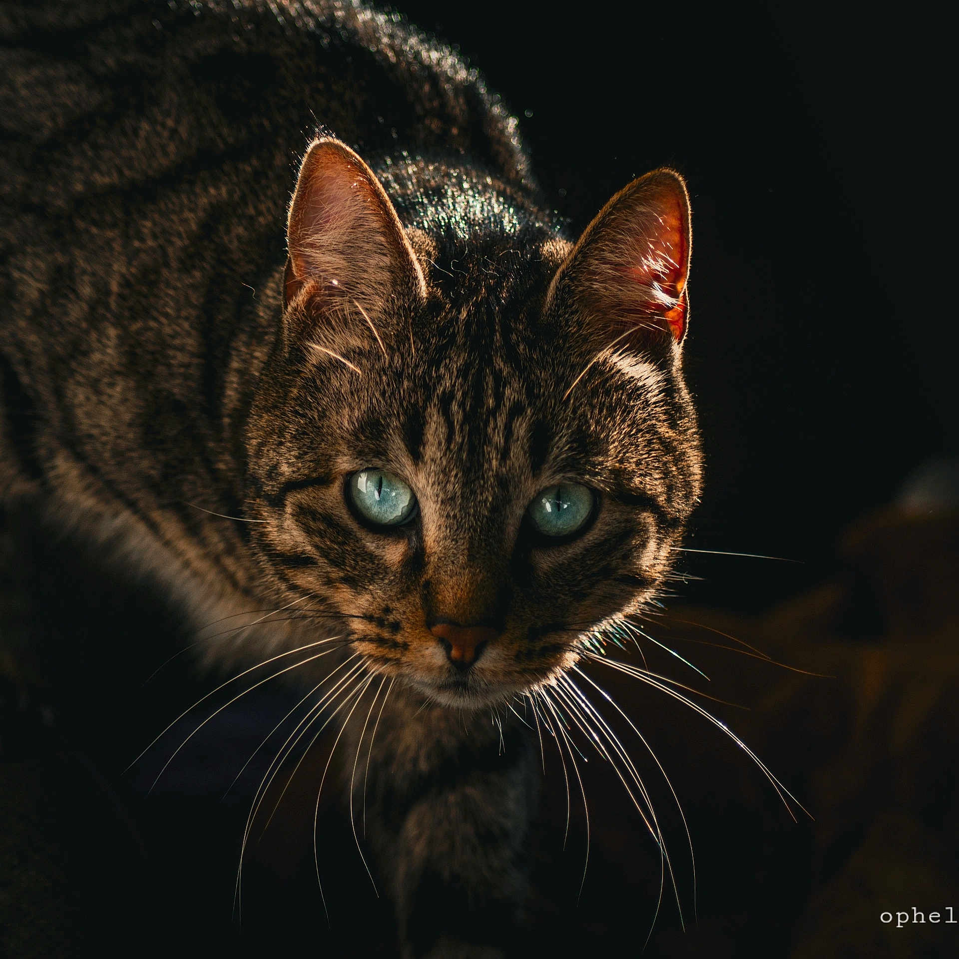 Stiles a rejoint le concours — aidez-le/la à gagner de superbes lots ! animal, blue_eyes, cat, close_up, curious, dark_background, ears, feline, focus, fur, mystery, nature, night, outdoor, pet, portrait, soft_light, tabby_cat, whiskers, wildlife