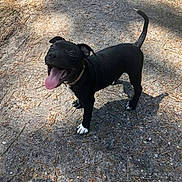 Falko participe au concours pour gagner de l'argent avec cette photo : puppy, dog, black_dog, outdoor, gravel, sunlight, happy, tongue_out, playful, tail_up, pet, young_dog, nature, shadow, walking_path, canine, animal, collar, energetic, smiling