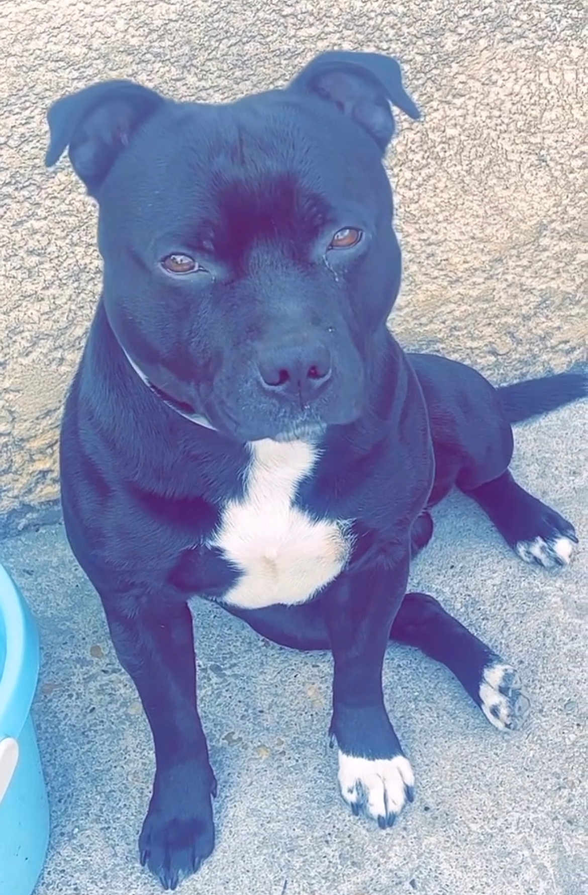 Falko a rejoint le concours — aidez-le/la à gagner de superbes lots ! animal, bostonbull, boxer, bulldog, canine, chihuahua, dog, frenchbulldog, hound, husky, labradorretriever, pet, pitbull, puppy, snout