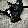 Falko a rejoint le concours — aidez-le/la à gagner de superbes lots ! dog, black_dog, white_patch, lying_down, pavement, outdoor, relaxed, pet, canine, animal, black_and_white, texture, fur, resting, playful, mammal, street, sidewalk, paw, ear