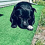 Falko a rejoint le concours — aidez-le/la à gagner de superbes lots ! dog, black_dog, white_paw, lying_down, artificial_grass, outdoor, garden, sunlight, pet, canine, resting, close_up, grass, nature, animal, daylight, green, fur, paw, relaxing