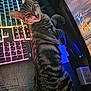 cat, tabby, keyboard, computer, gaming, monitor, desk, pet, indoor, striped, feline, animal, playful, technology, home, electronics, relaxed, closeup, lighting, funny