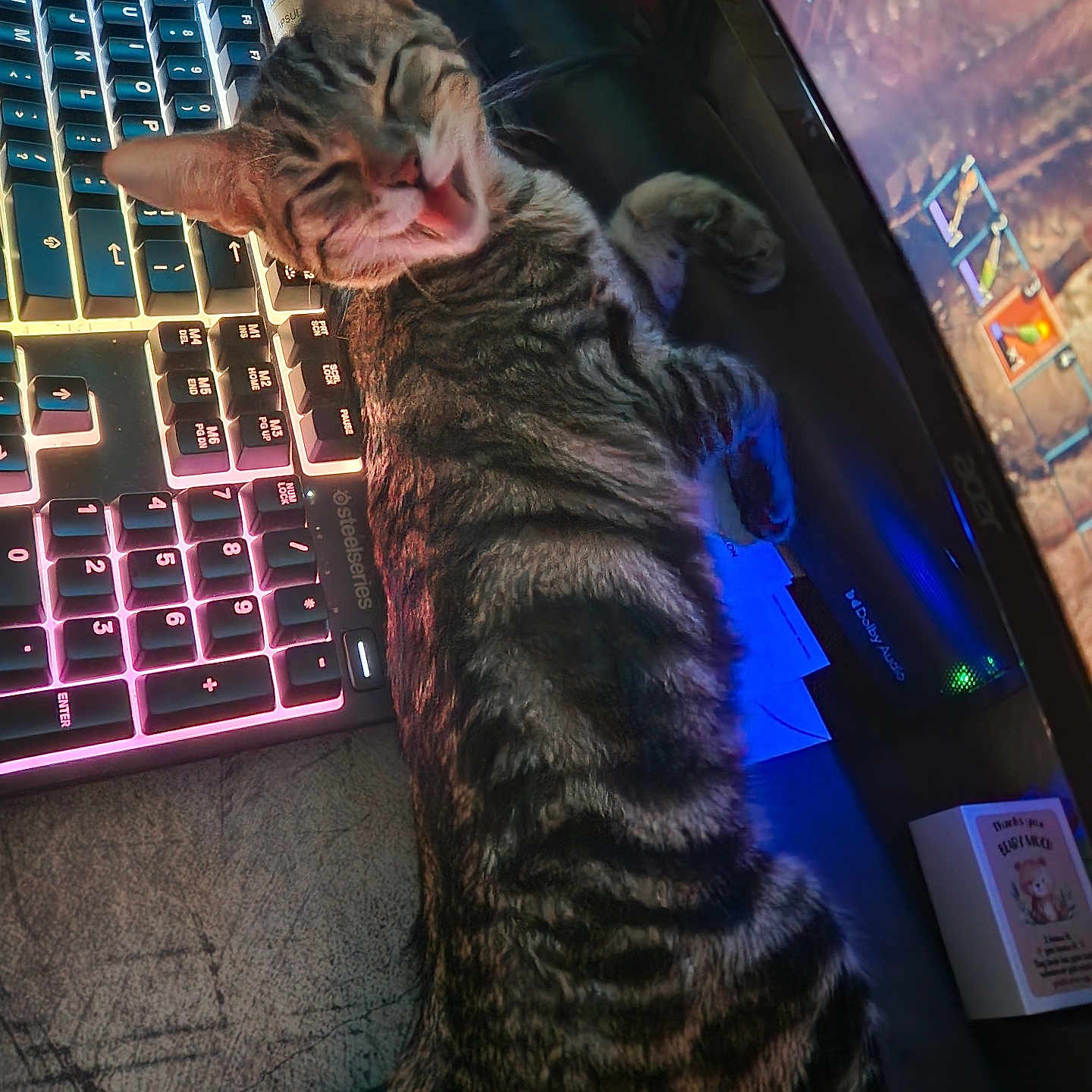 Freddie joined the competition — help win amazing prizes! animal, cat, closeup, computer, desk, electronics, feline, funny, gaming, home, indoor, keyboard, lighting, monitor, pet, playful, relaxed, striped, tabby, technology