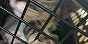 Freddie is registered to the contest to win money with this photo: cat, paw, cage, bars, blur, close_up, feline, animal, pet, fur, striped, indoor, confined, black_bars, whiskers, soft_focus, muzzle, blurred_background, resting, captivity