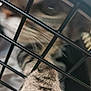 cat, paw, cage, bars, blur, close_up, feline, animal, pet, fur, striped, indoor, confined, black_bars, whiskers, soft_focus, muzzle, blurred_background, resting, captivity