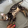 Cookie-Et-laika participe au concours pour gagner de l'argent avec cette photo : kitten, tabby, cat, pet, hand, human, nail_polish, remote_control, water_bottle, gray_fabric, indoor, curious, lying_down, stretching, feline, close_up, domestic_animal, paw, interaction, resting