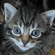 Cookie-Et-laika participe au concours pour gagner de l'argent avec cette photo : kitten, cat, blue_eyes, close_up, fur, whiskers, ears, floor, wooden_floor, pet, animal, cute, curious, young, tabby, domestic_cat, indoor, small, mammal, feline
