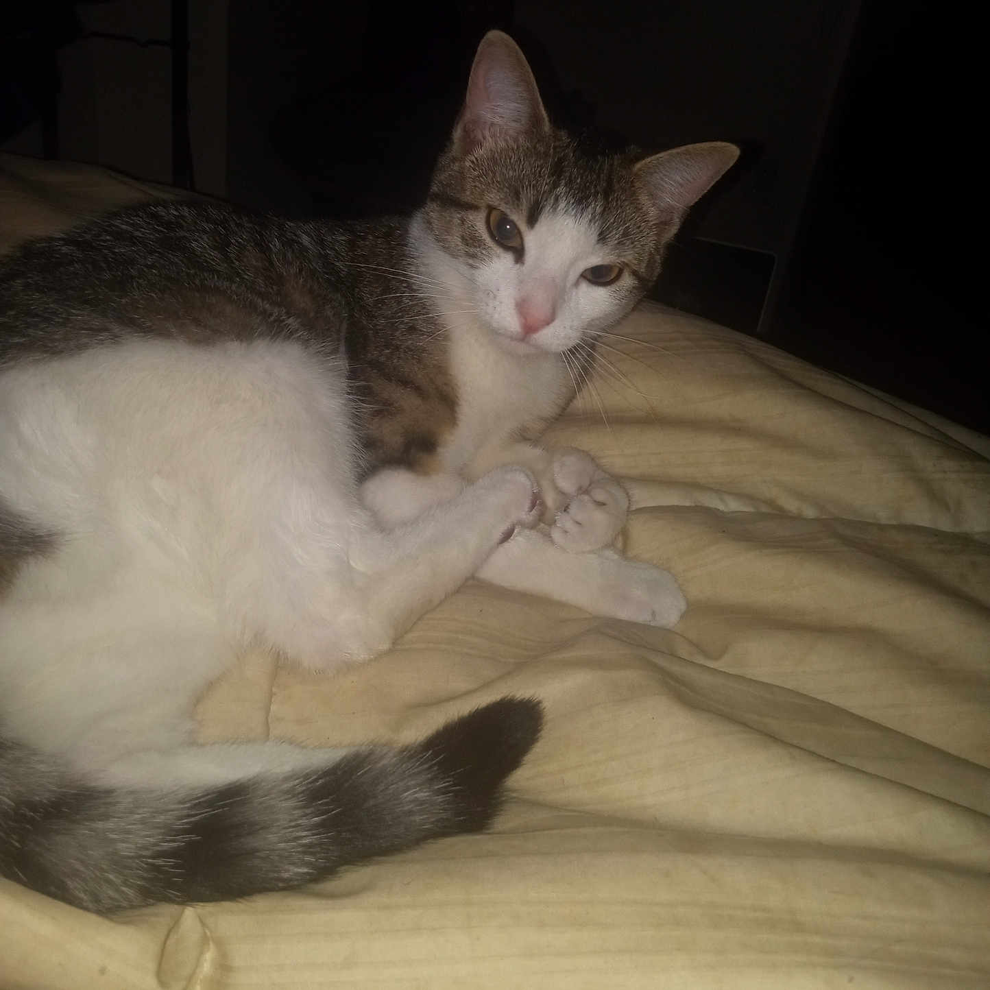 Jewels is registered to the contest to win money with this photo: animal, bed, blanket, cat, comfort, cozy, cute, domestic, feline, fur, indoor, looking, paws, pet, relaxed, resting, sleepy, soft, tail, whiskers