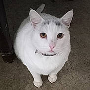 Luna is registered to the contest to win money with this photo: cat, white_cat, pet, animal, feline, indoor, floor, sitting, looking_up, curious, ears, whiskers, collar, domestic_cat, mammal, cute, closeup, fur, paws, eyes