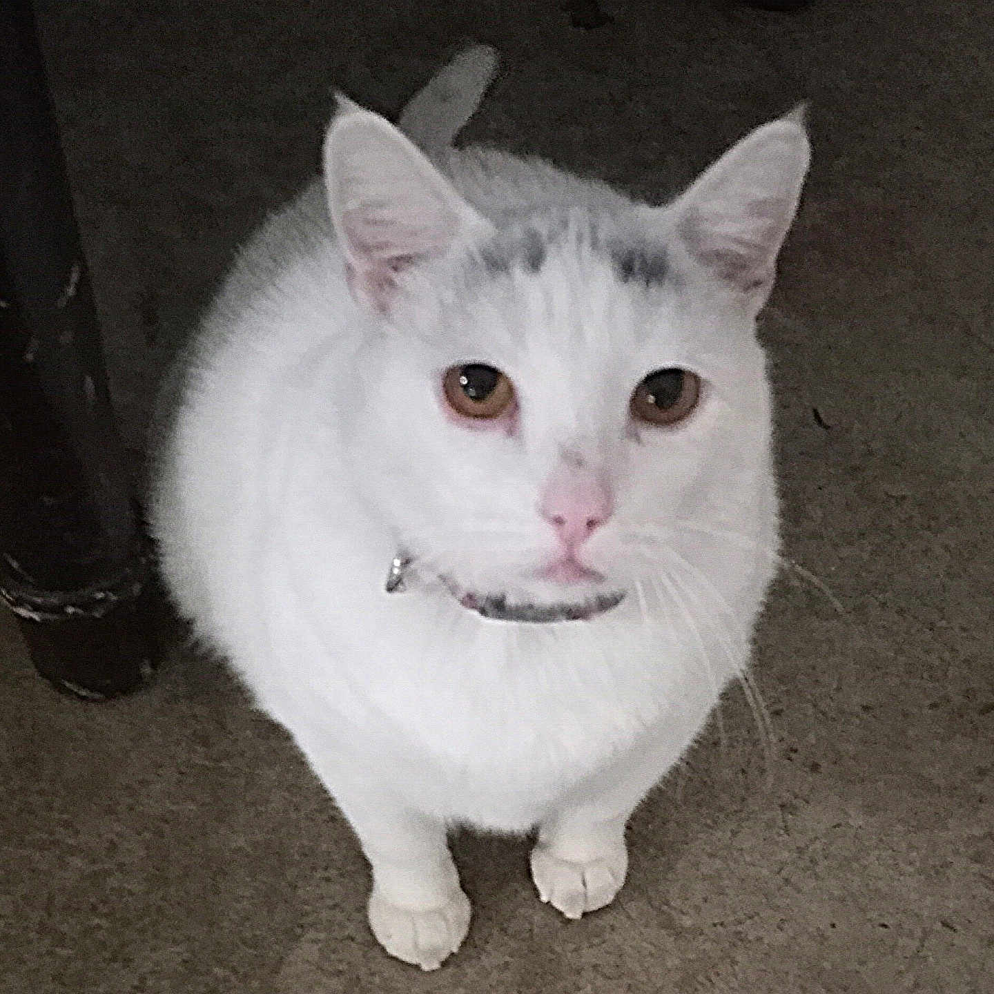 Luna is registered to the contest to win money with this photo: animal, cat, closeup, collar, curious, cute, domestic_cat, ears, eyes, feline, floor, fur, indoor, looking_up, mammal, paws, pet, sitting, whiskers, white_cat