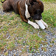 Rosko participe au concours pour gagner de l'argent avec cette photo : dog, brindle, white_paws, grass, rocks, outdoor, chewing, animal, pet, nature, greenery, lying_down, canine, snout, ears, ground, daylight, playful, paw, muzzle