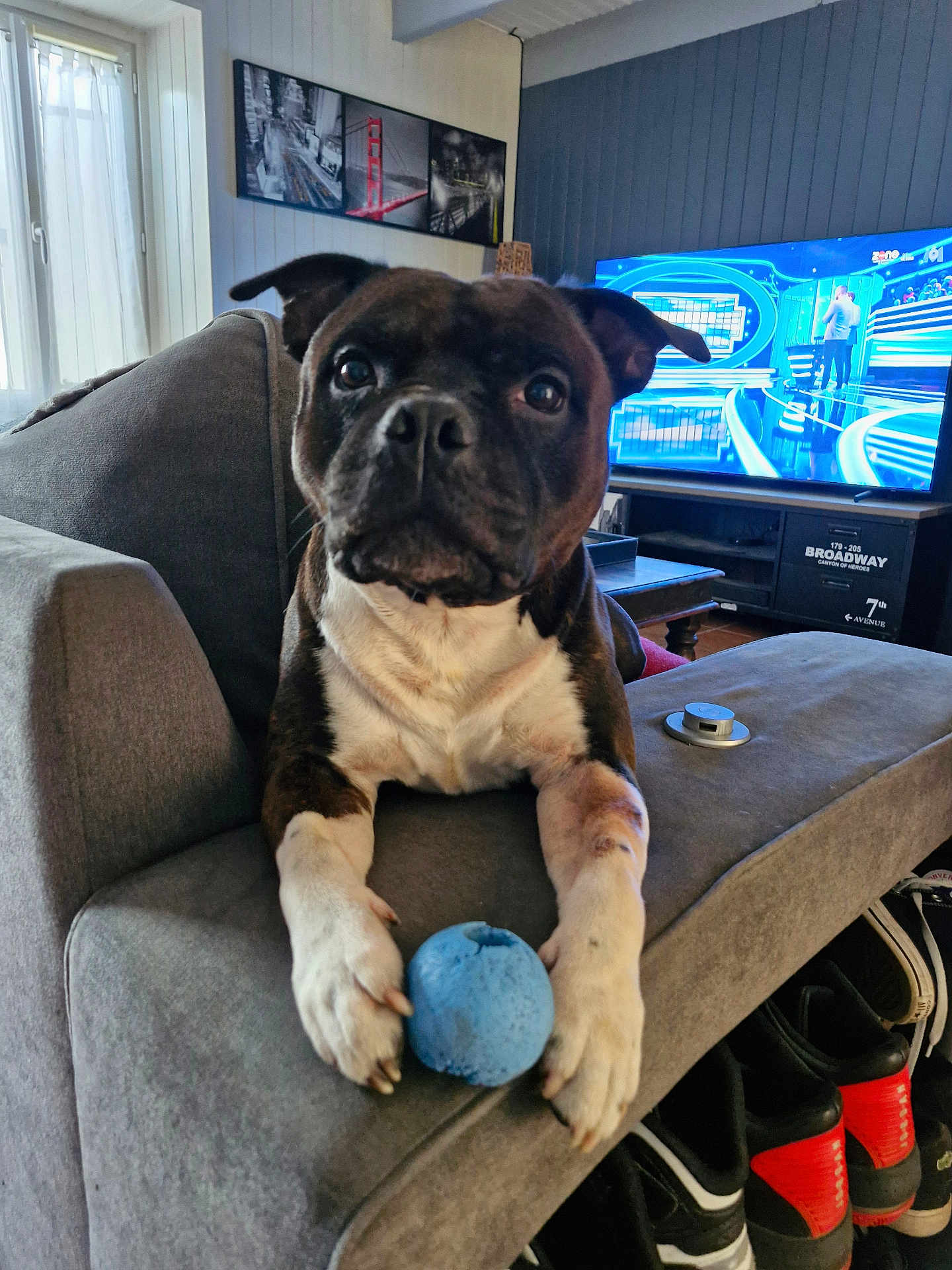 Rosko a rejoint le concours — aidez-le/la à gagner de superbes lots ! dog, toy, couch, living_room, ball, television, shoes, window, indoor, pet, furniture, black_and_white, wooden_table, home, carpet, curtains, floor, entertainment, relaxation, animal