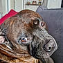 Rosko a rejoint le concours — aidez-le/la à gagner de superbes lots ! dog, brindle, close_up, indoor, couch, blanket, pet, animal, living_room, furniture, relaxed, brown, portrait, canine, home, cozy, looking_back, snout, ears, fur