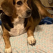 Frances joined the competition — help win amazing prizes! animal, beagle, bed, black, brown, canine, comfortable, cozy, dog, floor, furniture, home, indoor, pet, pillow, portrait, relaxed, resting, white, wooden_drawers