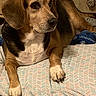animal, beagle, bed, black, brown, canine, comfortable, cozy, dog, floor, furniture, home, indoor, pet, pillow, portrait, relaxed, resting, white, wooden_drawers
