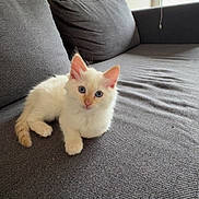 Rio a rejoint le concours — aidez-le/la à gagner de superbes lots ! kitten, cat, white_fur, blue_eyes, pet, sofa, couch, indoor, living_room, pillow, window, sunlight, cozy, portrait, looking_at_camera, paw, fur, cute, furniture, upholstery