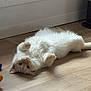 Rio a rejoint le concours — aidez-le/la à gagner de superbes lots ! cat, kitten, fluffy, lying_down, hardwood_floor, indoors, cute, paws, belly_up, looking_at_camera, cream_colored, orange_tint, whiskers, tail, baseboard, toy, relaxed, playful, pet, home