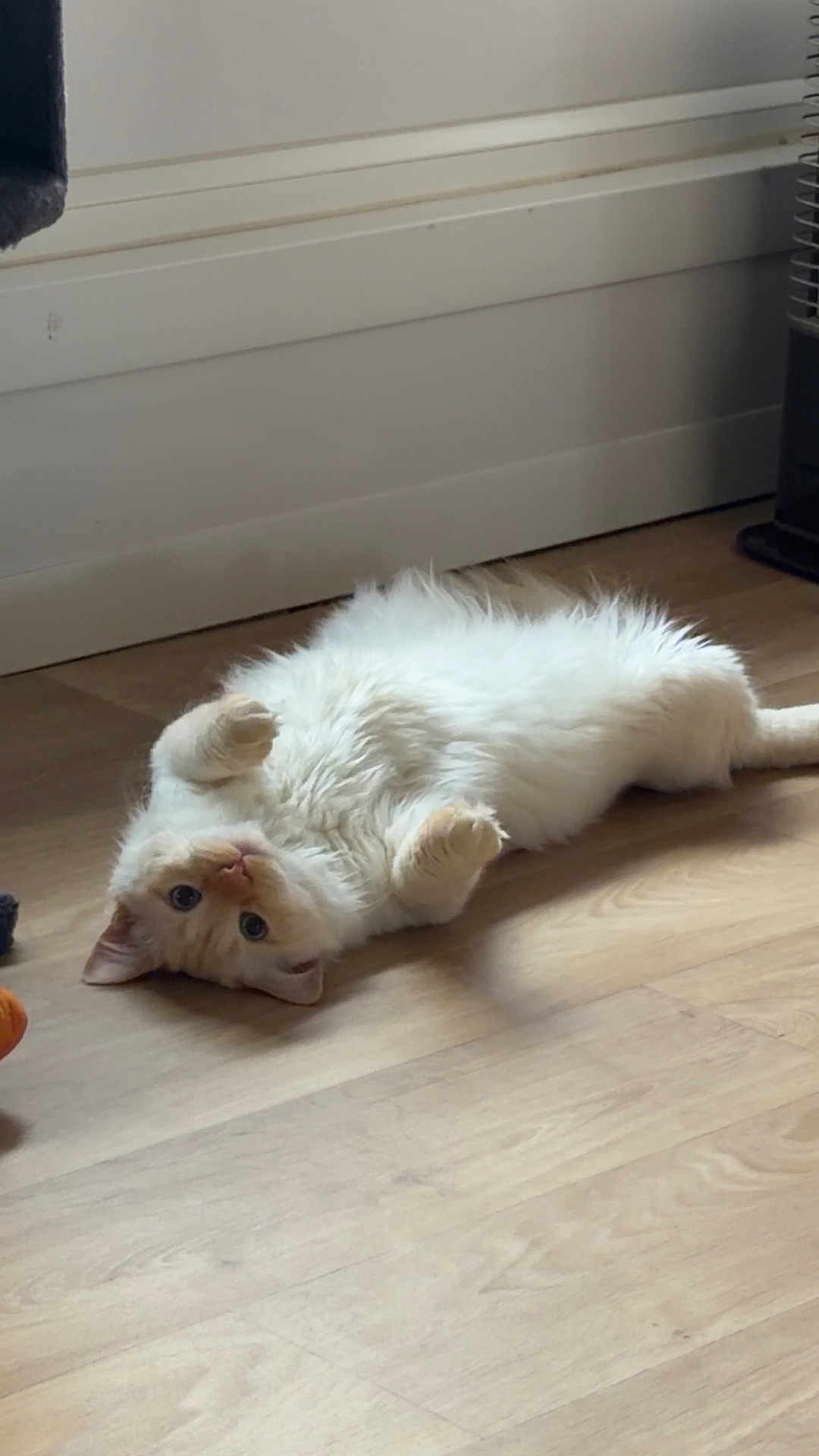 Rio a rejoint le concours — aidez-le/la à gagner de superbes lots ! cat, kitten, fluffy, lying_down, hardwood_floor, indoors, cute, paws, belly_up, looking_at_camera, cream_colored, orange_tint, whiskers, tail, baseboard, toy, relaxed, playful, pet, home