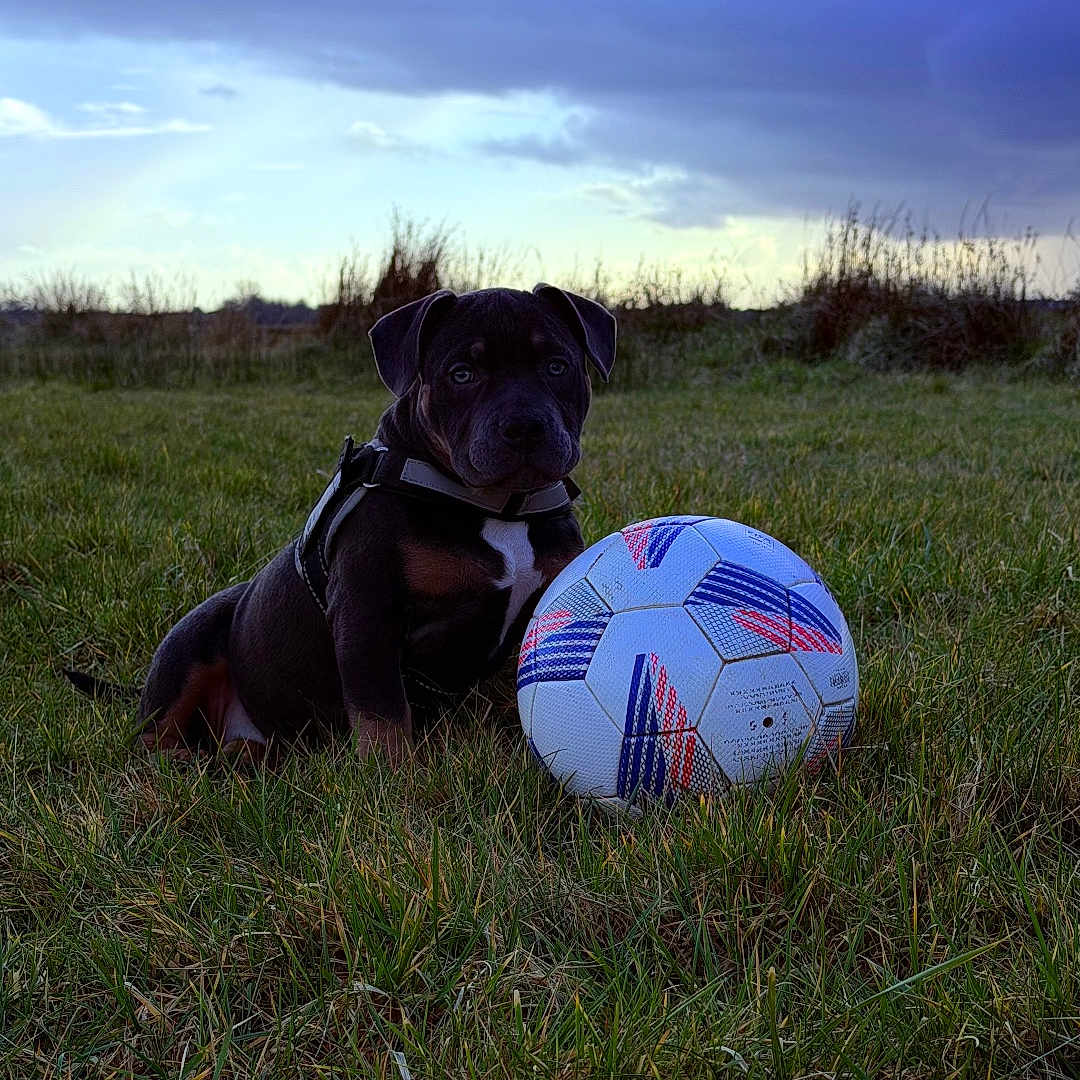 Maylla participe au concours pour gagner de l'argent avec cette photo : ball, clouds, dog, evening, field, grass, harness, horizon, mammal, nature, outdoors, pet, play, portrait, puppy, sitting, sky, soccer_ball, sports_equipment, sunset