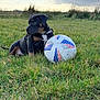 Maylla a rejoint le concours — aidez-le/la à gagner de superbes lots ! puppy, dog, soccer_ball, ball, grass, field, outdoor, sky, clouds, playful, sitting, harness, black_coat, tan_markings, meadow, young_dog, closeup, portrait, sports, nature