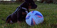 Maylla participe au concours pour gagner de l'argent avec cette photo : dog, puppy, soccer_ball, grass, field, sky, clouds, harness, pet, outdoors, sports_equipment, meadow, playful, animal, muzzle, nature, horizon, evening, silhouette, grassy_field