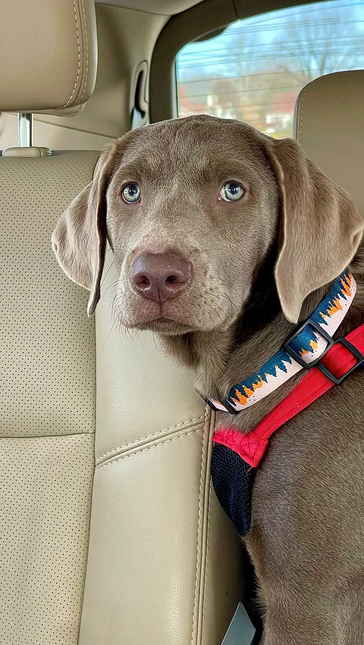 Bleu is registered to the contest to win money with this photo: canidae, carnivore, collar, companion_dog, dog, dog_breed, dog_collar, fawn, fur, gun_dog, hunting_dog, liver, pet_supply, snout, sporting_group, vehicle, whiskers, working_animal