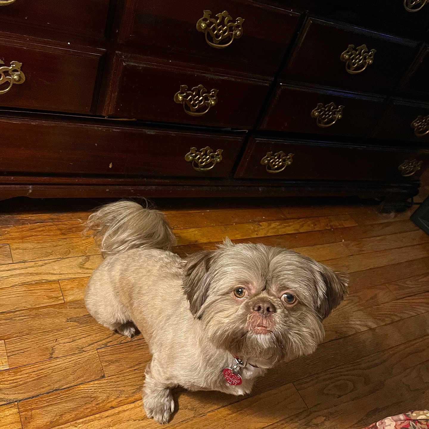 Kobie Grey Ellington is registered to the contest to win money with this photo: animal, brown_dog, collar, cute, decor, dog, dresser, floor, fluffy, fur, furniture, groomed, home, indoor, looking_up, pet, portrait, small_dog, tag, wooden_floor
