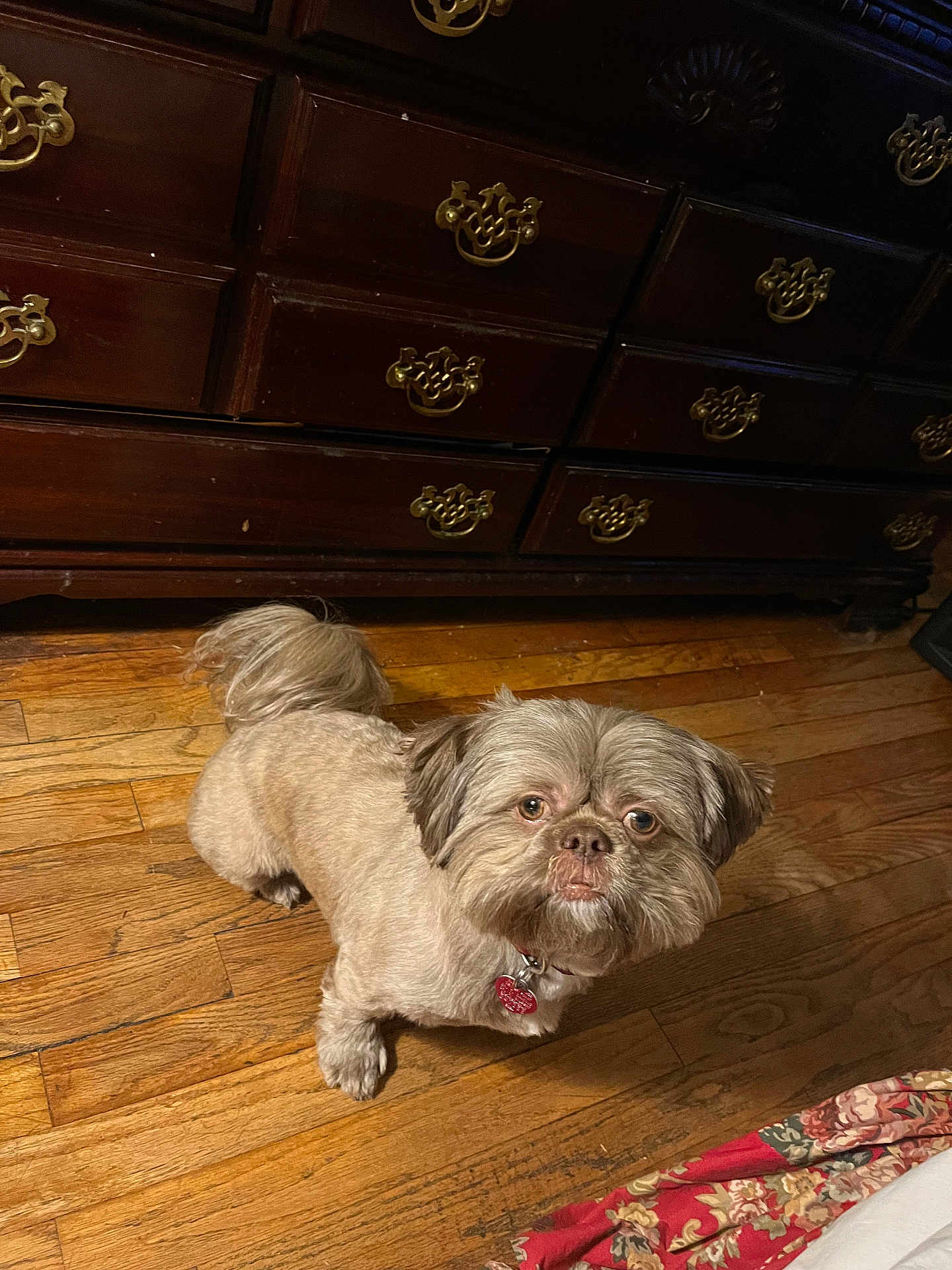 Kobie Grey Ellington is registered to the contest to win money with this photo: animal, brown_dog, collar, cute, decor, dog, dresser, floor, fluffy, fur, furniture, groomed, home, indoor, looking_up, pet, portrait, small_dog, tag, wooden_floor