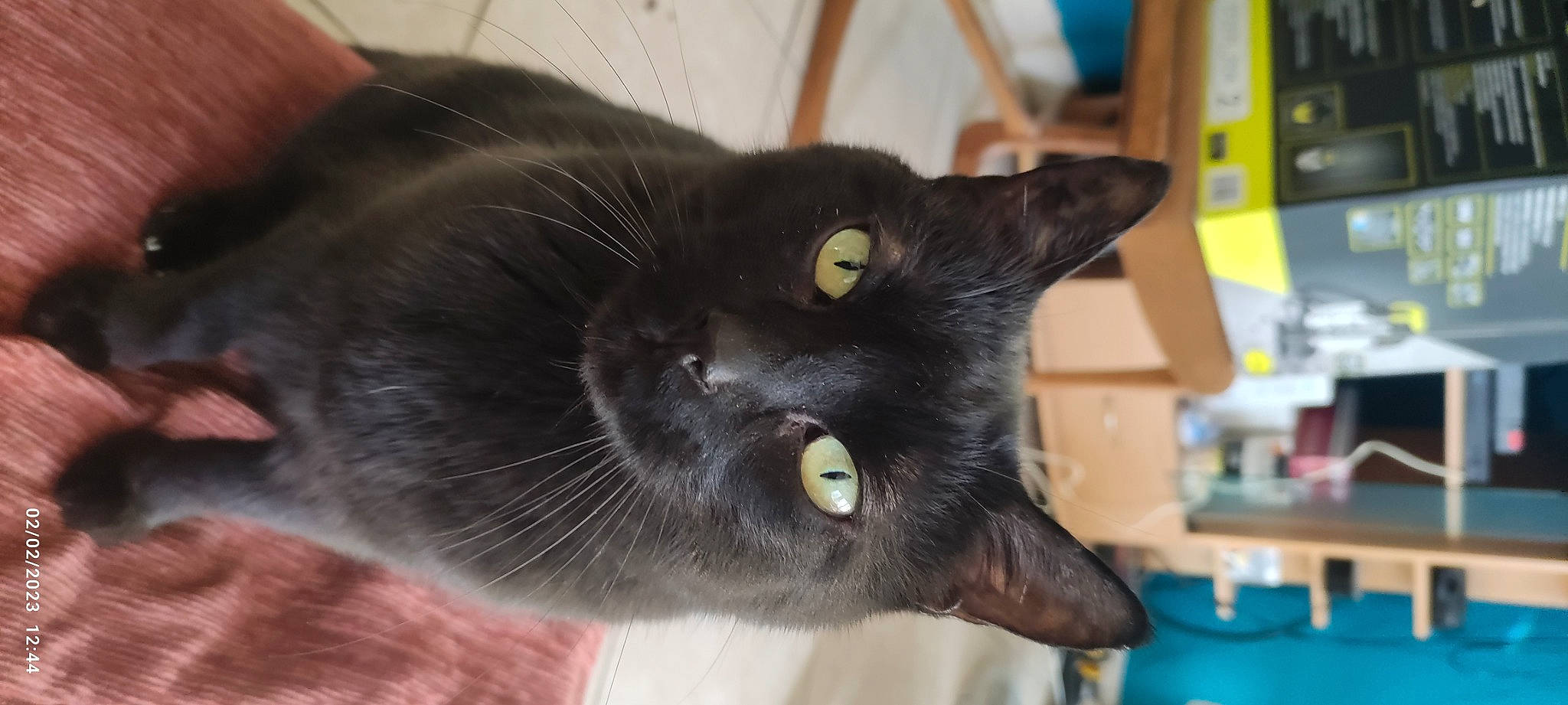 Crapule a rejoint le concours — aidez-le/la à gagner de superbes lots ! black_cat, bombay, carnivore, cat, claw, domestic_short_haired_cat, ear, felidae, fur, havana_brown, small_to_medium_sized_cats, snout, terrestrial_animal, whiskers