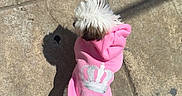 Kimy is registered to the contest to win money with this photo: animal, brown_fur, casual, concrete, crown, cute, daytime, dog, fluffy, hoodie, outdoor, pavement, pet, pink_hoodie, princess, shadow, sitting, small_dog, sunlight, white_fur