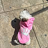 Kimy is registered to the contest to win money with this photo: dog, small_dog, hoodie, pink_hoodie, princess, crown, outdoor, sunlight, shadow, pavement, concrete, pet, fluffy, white_fur, brown_fur, cute, sitting, animal, casual, daytime